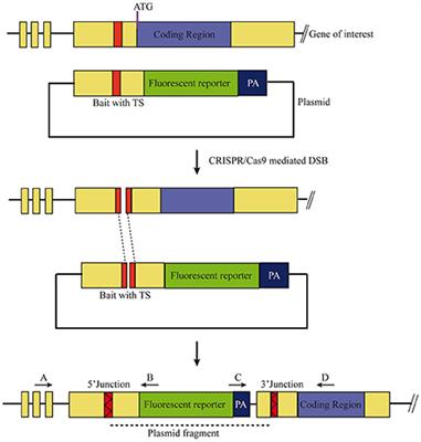 CRISPR/Cas9-Mediated Zebrafish Knock-in as a Novel Strategy to Study Midbrain-Hindbrain Boundary Development